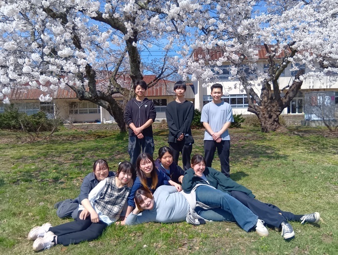 sakura