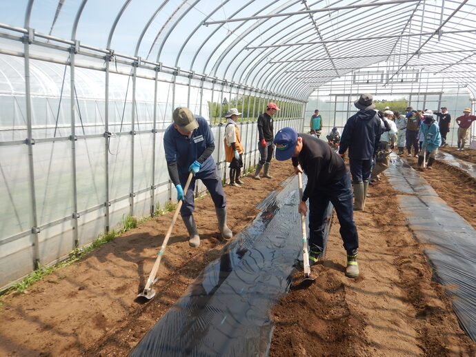 マルチを張りました。