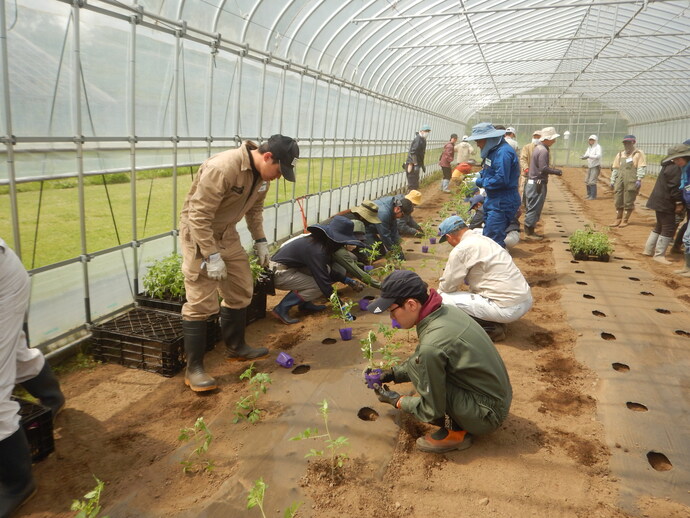 トマトの苗を植えました。