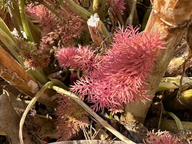 ブロンズフェンネル