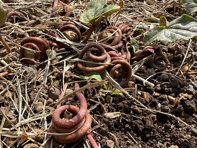 原種シクラメン