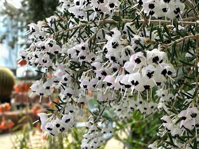 ジャノメエリカ