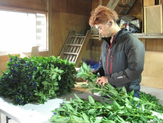 りんどうの調製作業の様子です。