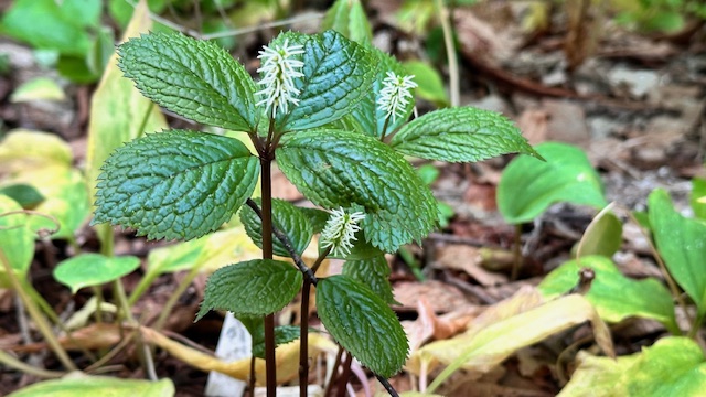 hitorisizuka