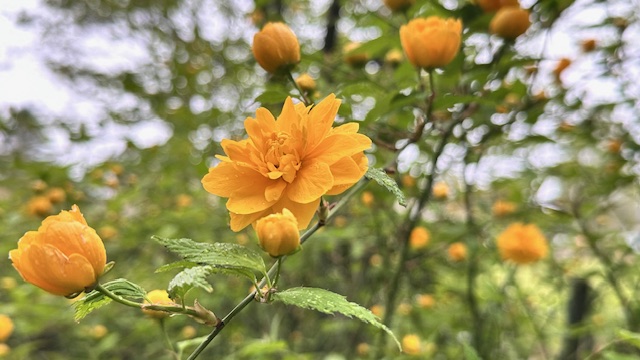 八重咲ヤマブキ