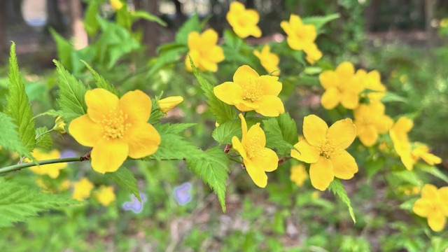 ヤマブキ
