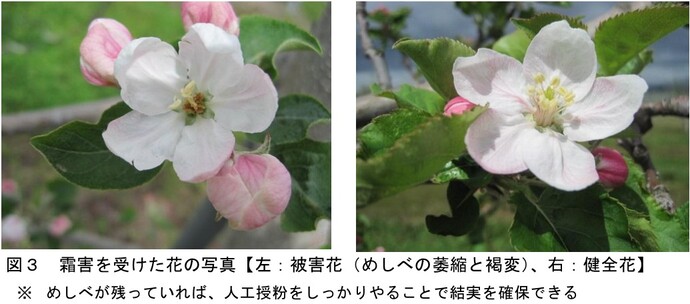 zu3
