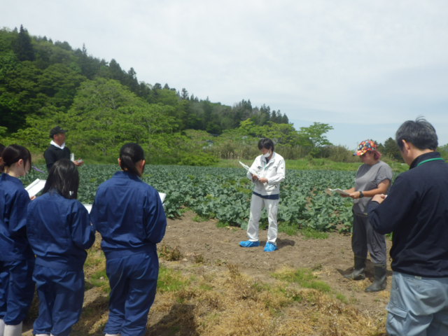 ブロッコリーの圃場を見学しているようす
