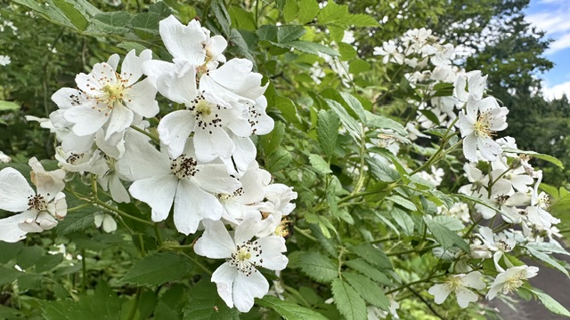 ノイバラ