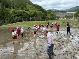 白山小学校児童が田植えをしている様子