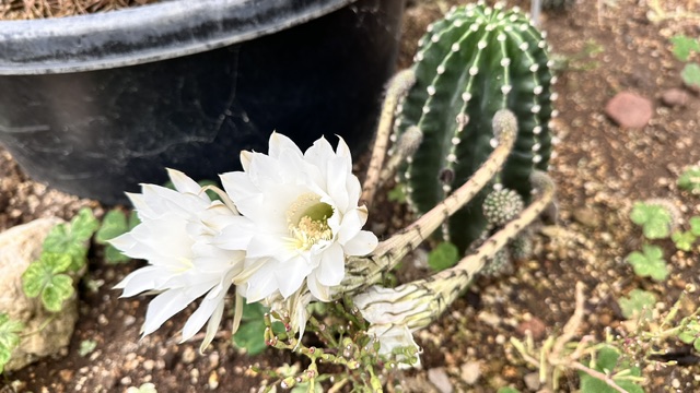 サボテンの花白