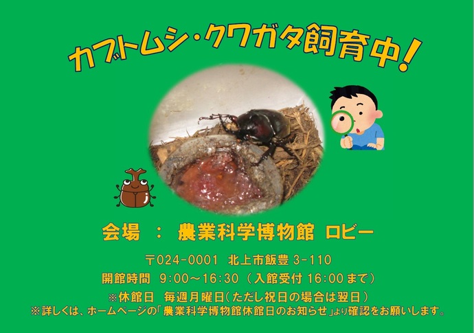 カブトムシ・クワガタ飼育展示チラシ