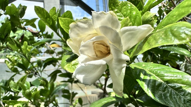 くちなしの花