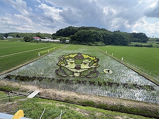 田んぼアート6月30日の様子です。