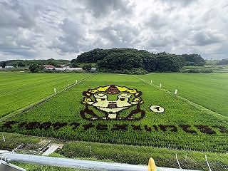 田んぼアート7月24日の様子です。