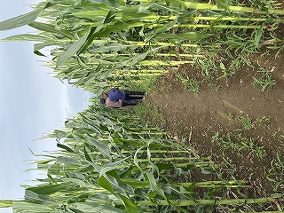とうもろこし迷路の中です。