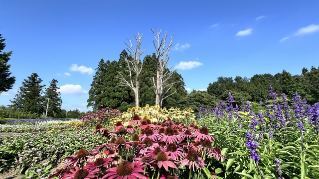 中央花壇とドロノキ