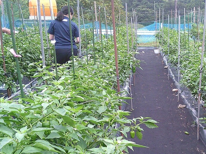 圃場審査を行う審査員