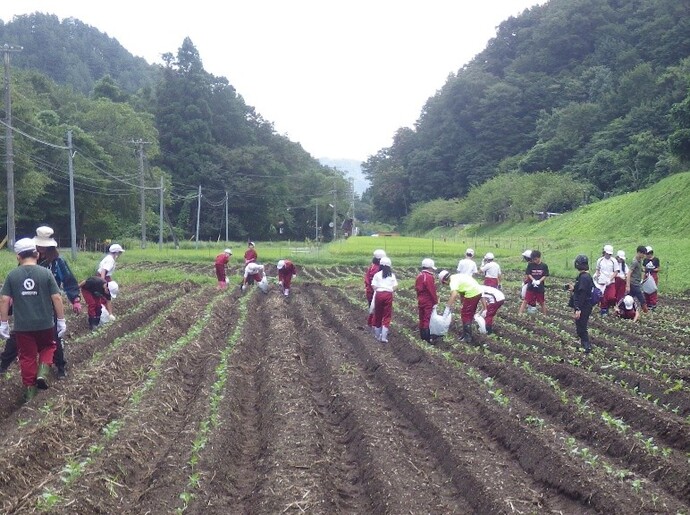 熱心に草取り・石拾いをするようす