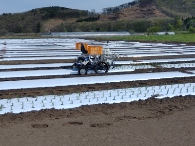 九条ねぎ苗を機械により定植します。