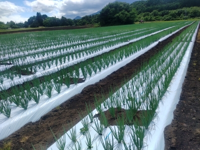 定植後の九条ねぎの生育の様子です。