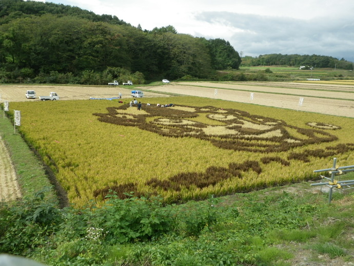 収穫期を迎えた田んぼアートです。